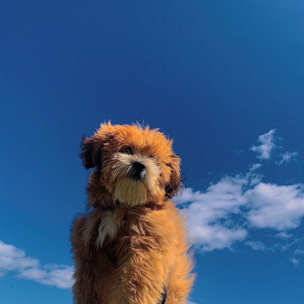 Meet your Posher, Isabella